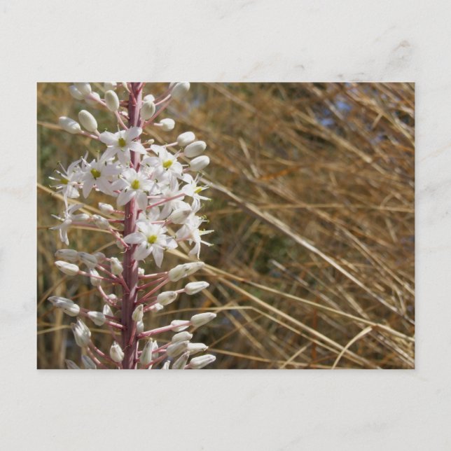 Carte postale Fleur grecque (Devant)