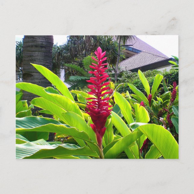 Carte Postale Fleur hawaïenne (Devant)