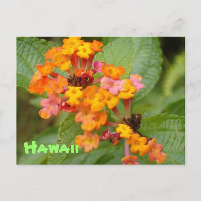 Carte Postale Fleur Hawaii (Devant)