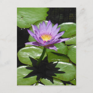 Carte Postale Fleur Hawaii Lotus