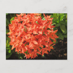 Carte Postale Fleur Ixora orange