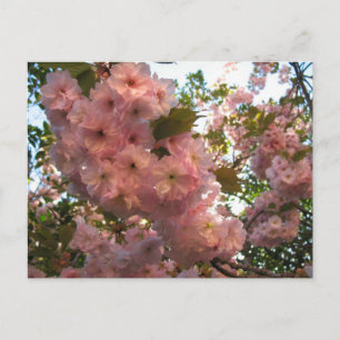 Carte Postale Fleur japonaise 2Cherry