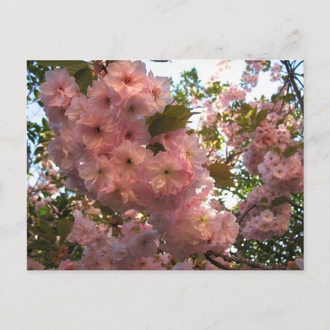 Carte Postale Fleur japonaise 2Cherry (Devant)