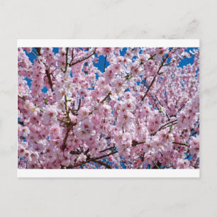 Carte Postale Fleur japonaise de cerisier