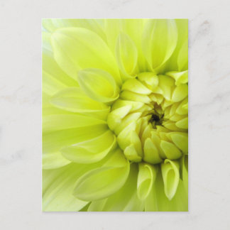 Carte Postale Fleur jaune