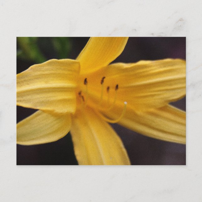 Carte Postale fleur jaune (Devant)