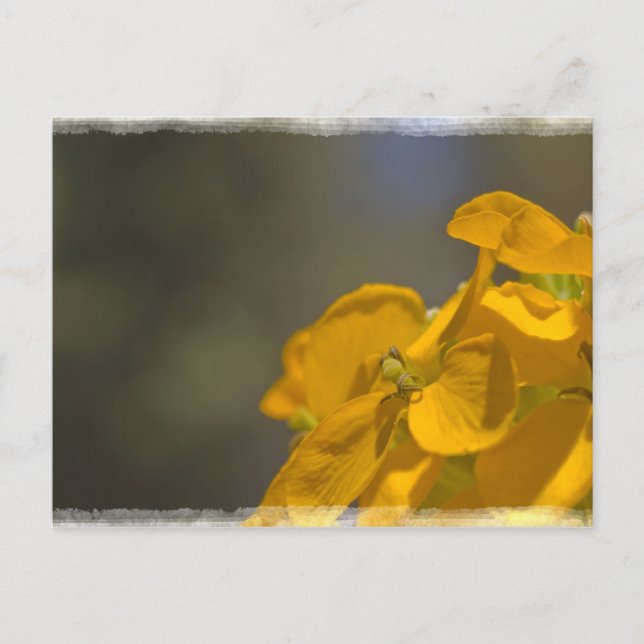 Carte postale Fleur Jaune (Devant)