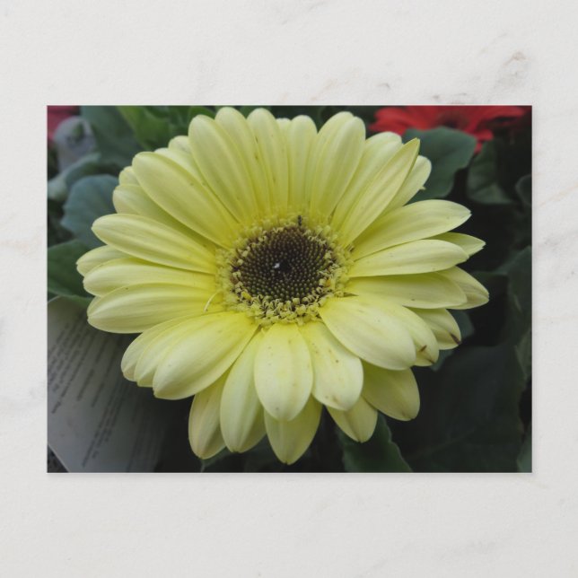 Carte Postale Fleur jaune (Devant)