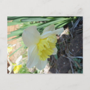 Carte Postale Fleur jaune