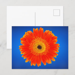 Carte Postale Fleur jaune