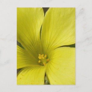Carte postale Fleur Jaune