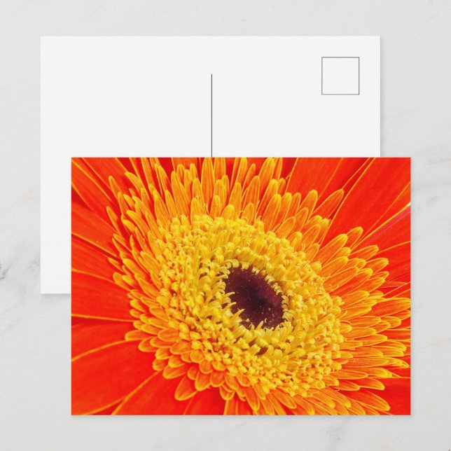 Carte Postale Fleur jaune (Devant / Derrière)