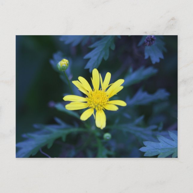 Carte Postale fleur jaune (Devant)