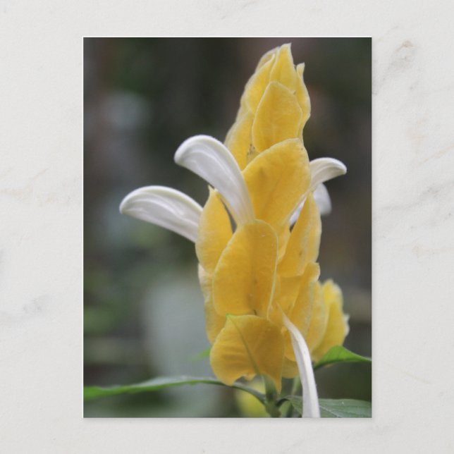 Carte Postale Fleur jaune # 2 (Devant)