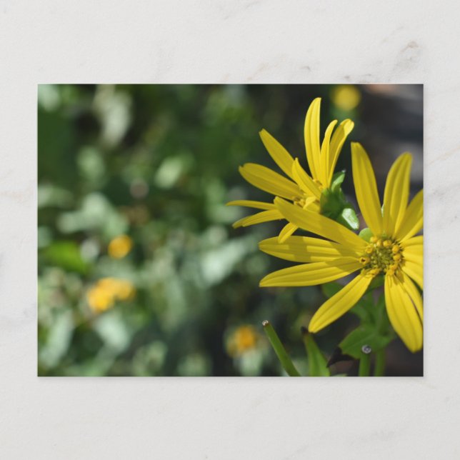 Carte Postale Fleur Jaune Fleur Florale Nature Photographie (Devant)