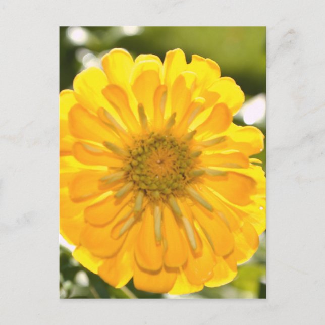 Carte Postale Fleur jaune fleurie jaune marguerite jaune (Devant)