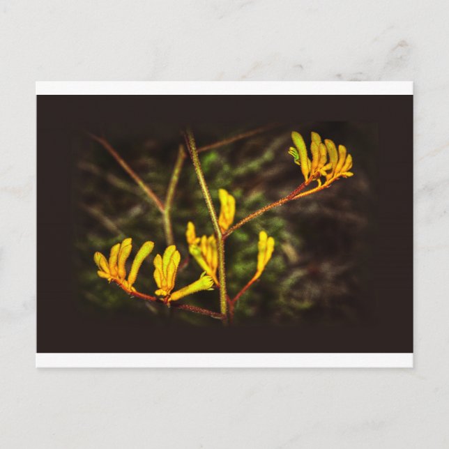 Carte Postale Fleur jaune Kangaroo Paw (Devant)