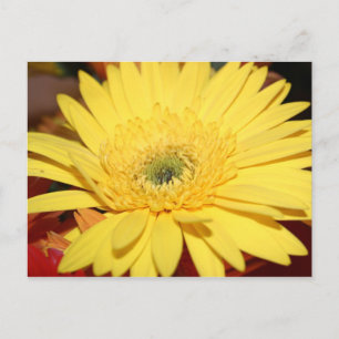 Carte Postale Fleur jaune Tournesol