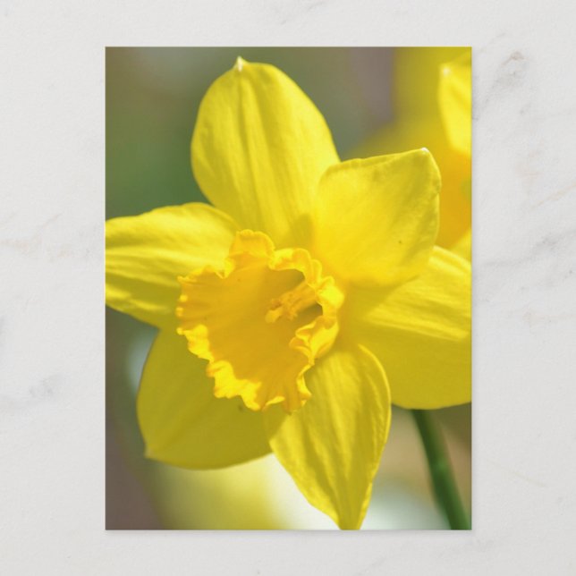 Carte Postale Fleur jonquille jaune (Devant)