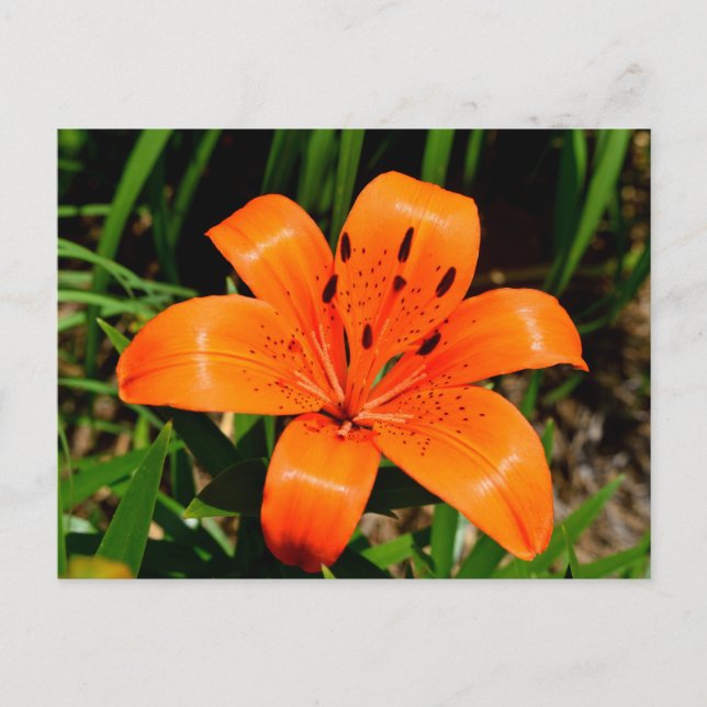 Carte Postale Fleur Lily asiatique orange vibre (Devant)