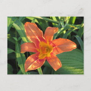 Carte Postale Fleur Lily de tigre orange