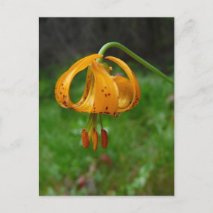 Carte Postale Fleur Lily de tigre orange sauvage