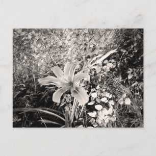 Carte Postale Fleur Lily vintage De Tigre Noir Et Blanc