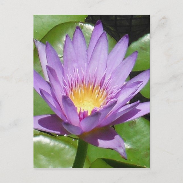 Carte Postale Fleur Lotus (Devant)