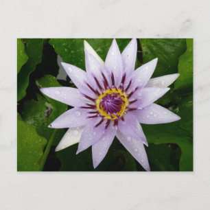 Carte Postale Fleur Lotus