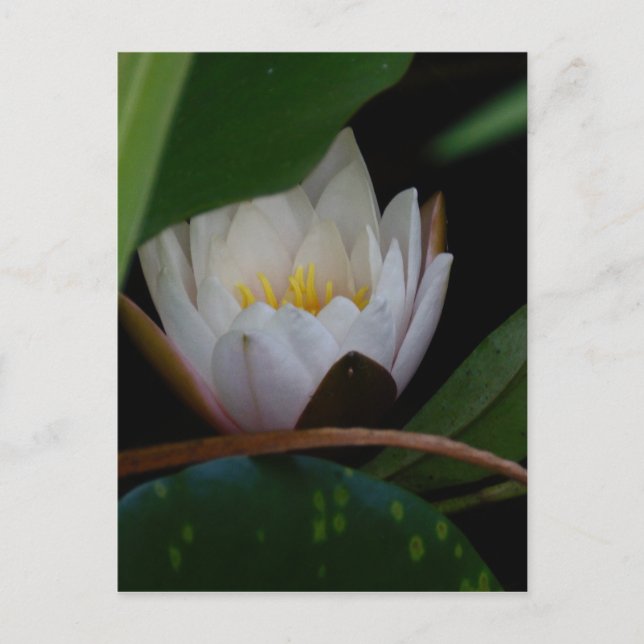 Carte Postale Fleur Lotus (Devant)