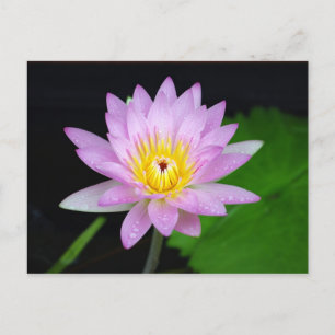 Carte Postale Fleur Lotus