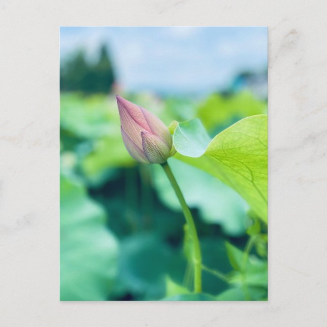 Carte Postale Fleur Lotus (Devant)