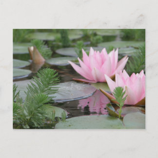 Carte Postale Fleur Lotus/Nénuphar