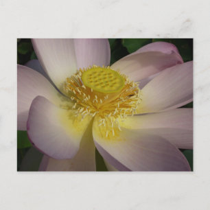 Carte Postale Fleur Lotus Rose I Floral Été