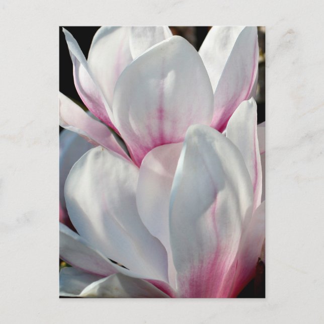 Carte Postale Fleur Magnolia simple (Devant)