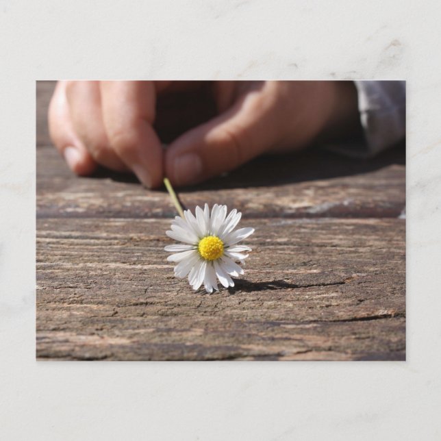 Carte Postale Fleur marguerite (Devant)