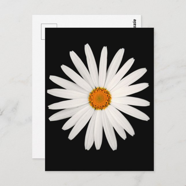 Carte Postale Fleur marguerite (Devant / Derrière)