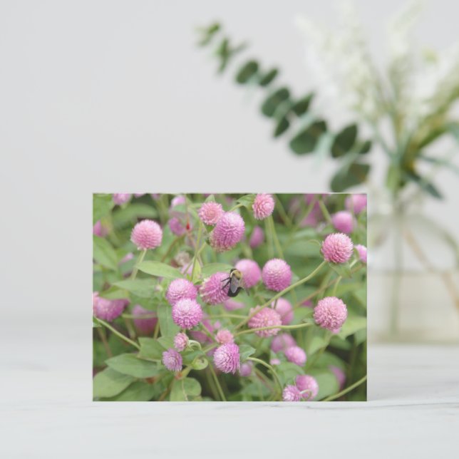 Carte Postale Fleur marguerite anglaise (Debout devant)