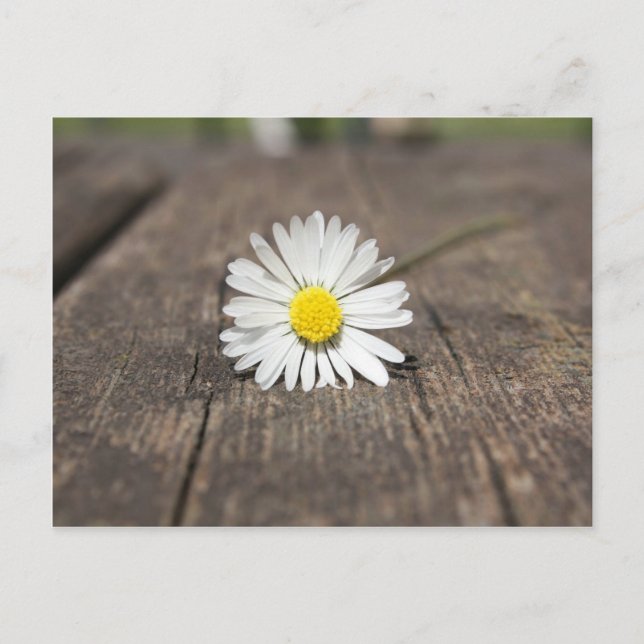 Carte Postale Fleur marguerite blanche (Devant)