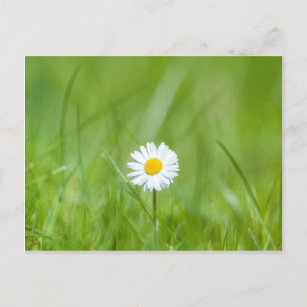 Carte Postale Fleur marguerite jaune blanc sur herbe verte