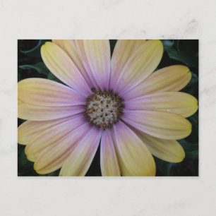 Carte Postale Fleur marguerite jaune et violet