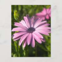 Fleur Marguerite Rose