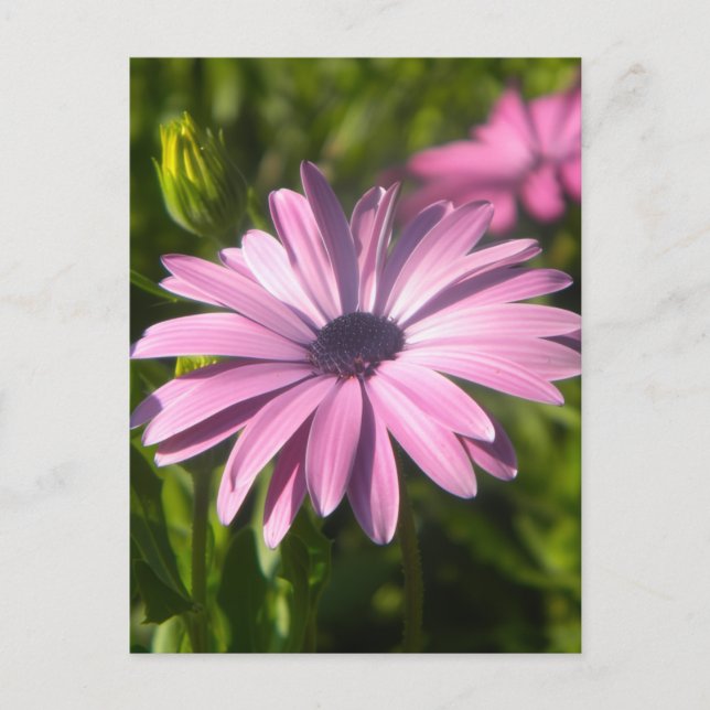 Carte Postale Fleur Marguerite Rose (Devant)