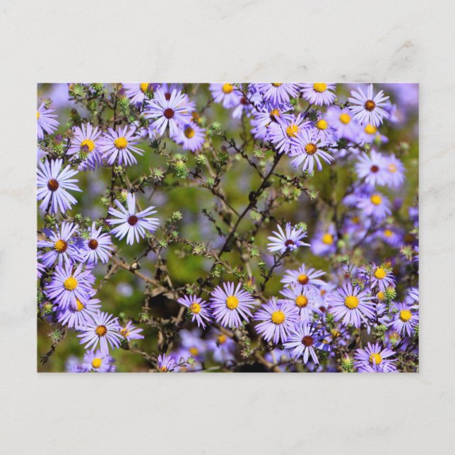 Carte Postale Fleur marguerite taïcane (Devant)