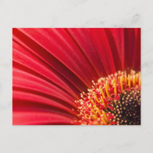 Carte Postale Fleur marron rouge Gerbera Daisy