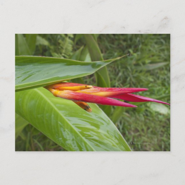 Carte Postale Fleur, Maui, Hawaii, USA 2 (Devant)