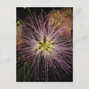 Carte postale Fleur Mimosa
