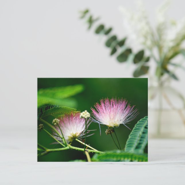 Carte Postale Fleur Mimosa vibrante (Debout devant)
