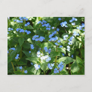 Carte Postale fleur,myosotis