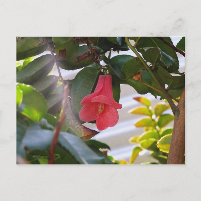 Carte Postale Fleur nationale du Chili (Devant)